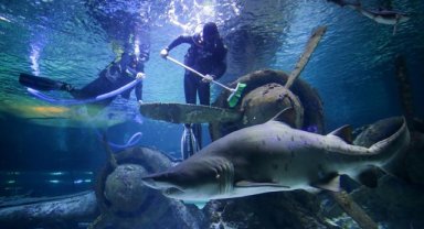 Antalya Akvaryum'da köpek balıkları arasında sonbahar temizliği