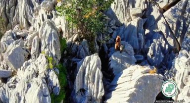 Antalya'da ayı ve ikiz yavrusunun sarp kayalıklara tırmanma çabası görüntülendi