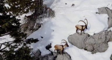 Antalya'da yaban keçisi sürüsü görüntülendi
