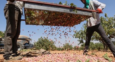 Antep fıstığında verim arttı