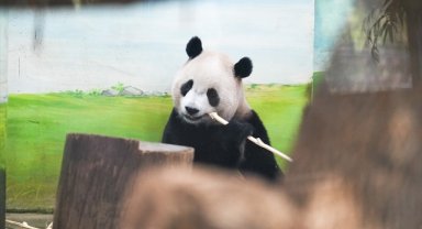 Araştırma: Hayvanat bahçesindeki pandalar "jetlag" yaşıyor olabilir