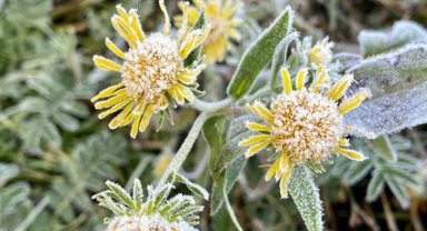 Ardahan'da soğuk hava nedeniyle kırağı oluştu
