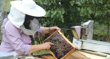 Artvinli kadın girişimci, ürettiği ana arı ve balı ülkenin dört bir yanına satıyor