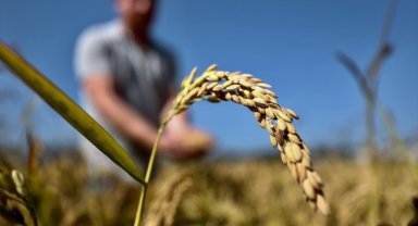 Ata tohumuyla yetiştirilen Konuralp pirincinde hasat başladı