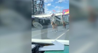 Bakırköy'de kara yoluna giren başıboş atlar, trafiğin aksamasına neden oldu