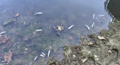 Bartın Irmağı'ndaki balık ölümlerine ilişkin inceleme başlatıldı