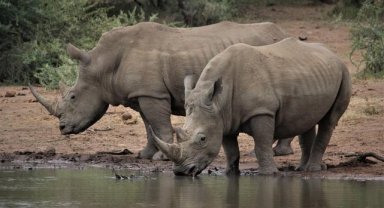 Beyaz gergedanların sayısı 2012'den bu yana tekrar artışa geçti
