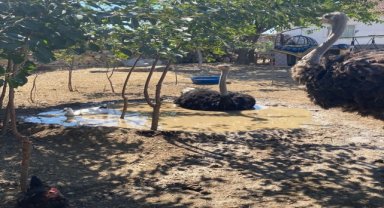 Beylikova'da hobi bahçesinden kaçan 2 deve kuşu bulundu