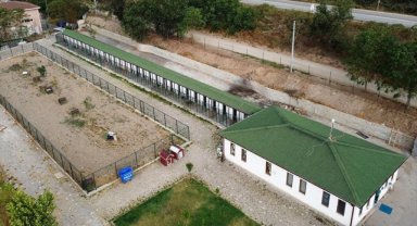 Bilecik'teki hayvan hastanesi hem rehabilite ediyor hem de kontrolsüz üremenin önüne geçiyor 