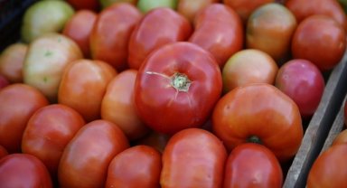 Bingöl'ün "guldar domatesi" coğrafi işaretle tescillendi