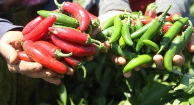 "Burada yetişmez" denilen biberi ekti, üretimini 10'a katladı