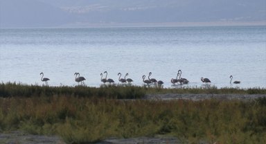 Burdur Gölü'nde beslenen flamingolar görüntülendi 
