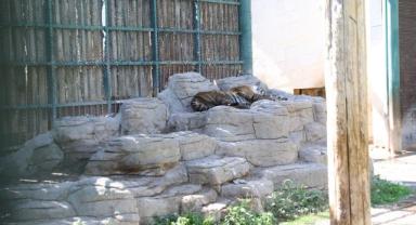 Büyükşehir Belediyesi Hayvanat Bahçesi’nin engelli kaplanı: Umay