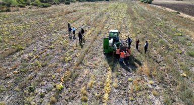 Çankırı Belediyesince ekilen kabak hasat edildi