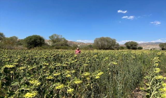 Çankırı Belediyesinin ektiği ayçiçeği bitkisel yağa dönüştürülecek