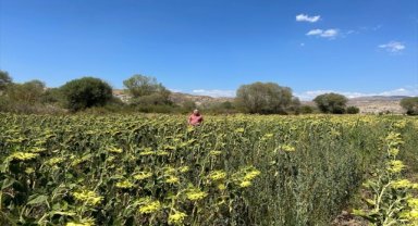 Çankırı Belediyesinin ektiği ayçiçeği bitkisel yağa dönüştürülecek