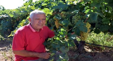 Devlet desteğiyle üzüm bağı kuran emekli polis talebe yetişemiyor