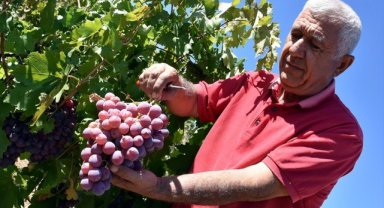 Devlet desteğiyle üzüm bağı kuran emekli polis talebe yetişemiyor