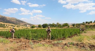 Diyarbakır'da 2 ton 121 kilogram esrar, 13 milyon 514 bin 550 kök kenevir bitkisi ele geçirildi 