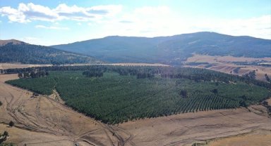 Doğu Anadolu'nun ormanları gençleştirilerek geleceğe taşınıyor
