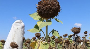 Edirne'de geliştirilen ayçiçeği çeşitleri hastalıklardan daha az etkilendi