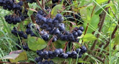 Edirne'de "süper meyve" aronyanın hasadına başlandı