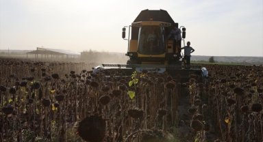 Edirne'de yerli tohumdan üretilen ayçiçeğinin hasadı yapıldı