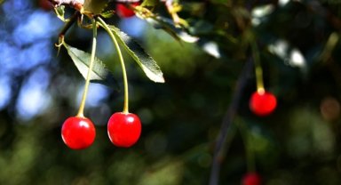 Farklı şehirlerde üretimi olumsuz etkileyen sıcak hava Sarıkamış'ta meyve ağaçlarına yaradı