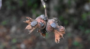 Fındığa zarar veren kahverengi kokarcaya karşı samuray arısıyla mücadele yürütülecek 