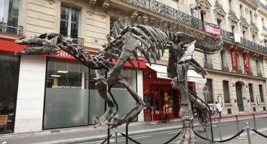 Fransa'da 150 milyon yıllık dinozor iskeleti açık artırmayla satılacak 