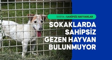 Fransa'da her yıl 100 bin sahipsiz hayvan sokaklardan toplanıyor