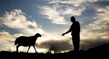 Göçerler trafiği aksatmamak için sürülerini köylere gece yolculuğuyla indiriyor