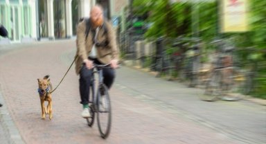 Hollanda'da bir belediye köpek dışkısıyla mücadele için DNA veri tabanı kuruyor