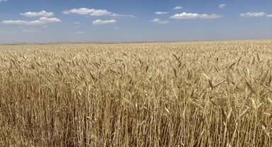 İç Anadolu'ya uygun alternatif hububat çeşitleri Malya'da deneniyor