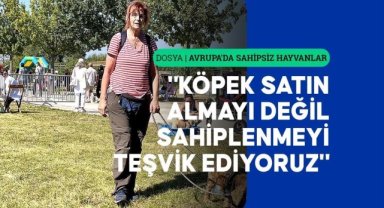 İngiltere'de 1 hafta içinde sahiplenilmeyen köpekler uyutuluyor