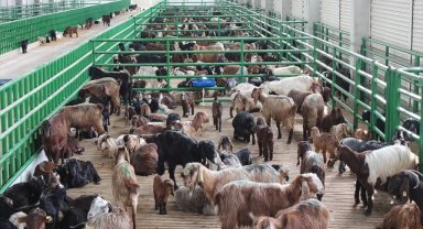 IPARD destekleriyle kırsalda 12 yılda 98 milyar liralık yatırım hayata geçirildi