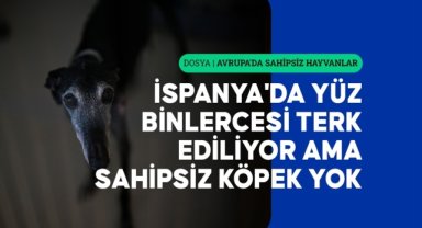 İspanya'da yüz binlercesi terk ediliyor ama sokakta sahipsiz köpek yok