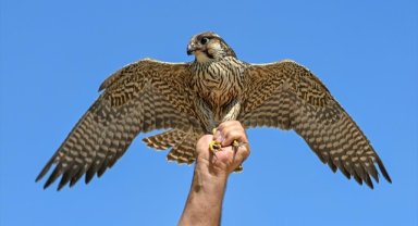 İsrail'den göç yolculuğuna başlayan gökdoğan kuşu Van'da tedavi edildi