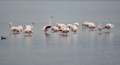 İzmit Körfezi flamingoları ağırlıyor