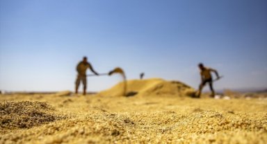 Karacadağ'ın eteklerinde kadın erkek alın teriyle çeltik topluyor