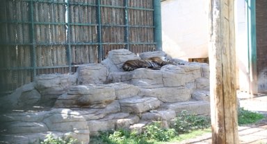 Kayseri'deki hayvanat bahçesinde engelli kaplan "Umay"a özenle bakılıyor