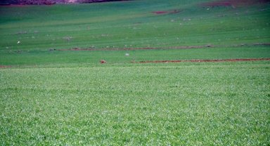 Kırıkkale'de atıl araziler tarımsal üretime kazandırılıyor