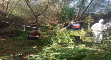 Kırıkkale'de bir şüpheli Kızılırmak kenarına ektiği Hint kenevirlerini sökerken yakalandı