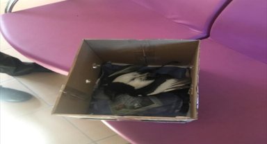 Kırıkkale'de bitkin halde bulunan yavru karga tedaviye alındı