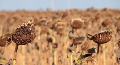Kırklareli'nde kuraklıktan etkilenen ayçiçeğinin hasadı sürüyor