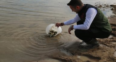 Kırşehir'de göllere 1 milyon yavru sazan bırakıldı