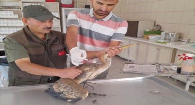 Kırşehir'de yaralı balıkçıl tedavi edildi