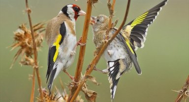 Kızılırmak Deltası Kuş Cenneti'ni yaz döneminde 50 binden fazla ziyaretçi gezdi
