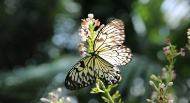 Konya Tropikal Kelebek Bahçesi temmuzda 117 bin 734 kişiyle ziyaretçi rekoru kırdı