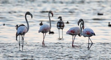 Kuraklık, Van Gölü Havzası'nda konaklayan flamingoların yaşam alanlarını değiştirdi